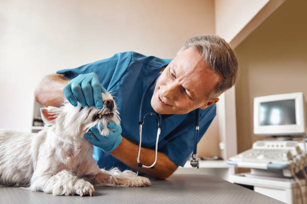 Best Emergency Dentist Near Me  in Petersburg, MI